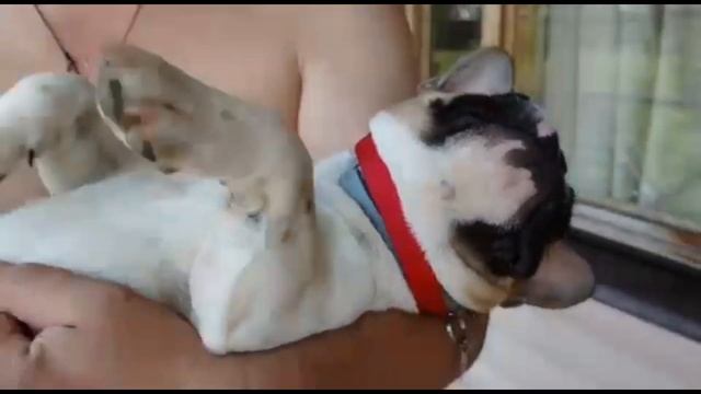 Французский бульдог Варенька: пузочесательная фабрика/French Bulldog Barbara: Potbelly Factory