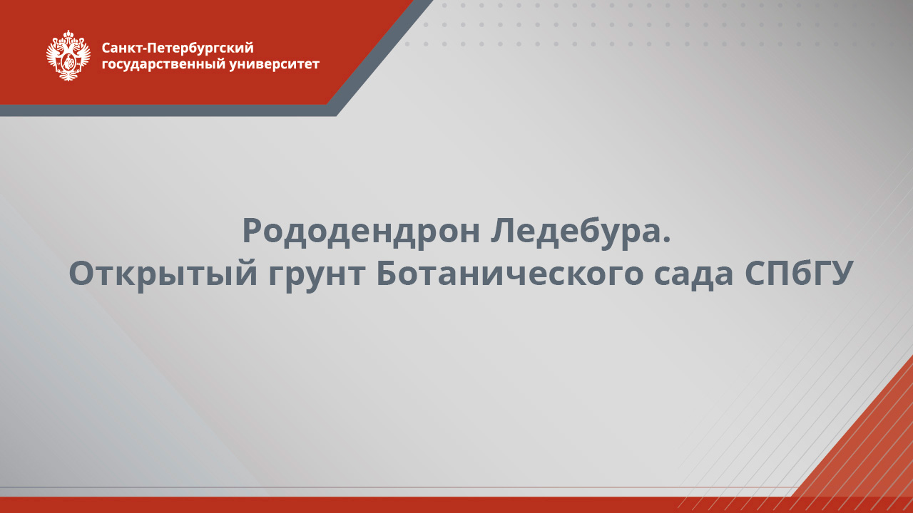 Рододендрон Ледебура  открытый грунт Ботанического сада СПбГУ