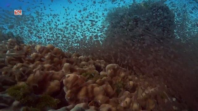 Дайвинг на Пхукете с дайв-клубом DVdiver (Banana Bay) смотреть онлайн