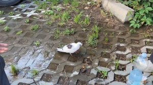 BMX стрит как он есть