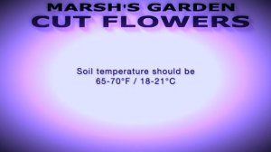 Germinating Anthemis Tinctoria | Golden Marguerite | Yellow Chamomile | Cut Flower Farm | Beneficia