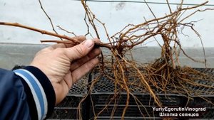 ? Новые ГИБРИДНЫЕ ФОРМЫ ВИНОГРАДА! Как их получают из обычных семян винограда. Сеянцы из косточек.