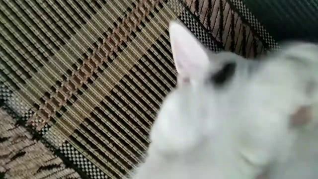 как засыпают кошки смотреть онлайн