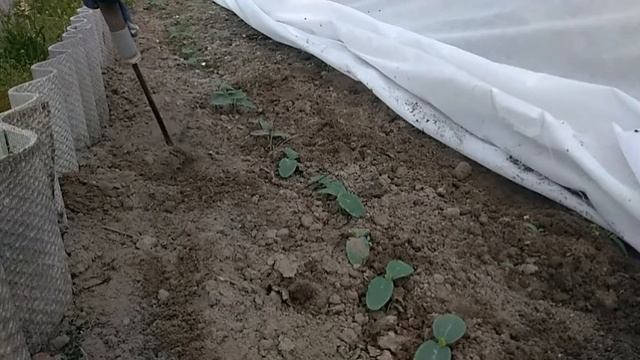 Живём на даче. Проблемы с электроэнергией.Дрова, опять дрова. Что нового в саду и огороде. смотреть онлайн