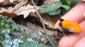 Дрожалка оранжевая - Гриб желе. Tremella mesenterica. Jelly fungus