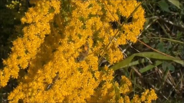 Kanadinė rykštenė (Solidago canadensis) LT смотреть онлайн