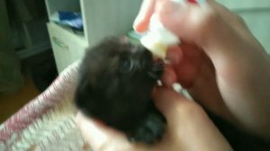 У кошки пропало молоко. Выкармливаем малышей специальной смесью.