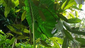 Alocasia Alba #FazzaNursery