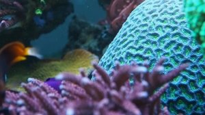 Грамма королевская / Gramma loreto и другие Slow Mo