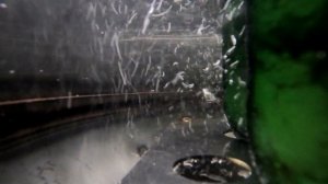 Перепела в автоклаве