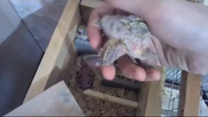 Размножение волнистых попугаев 5ч. Птенцы волнистого попугая. Вертолёт у попугаев.