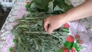 Опрыскиваю капусту полынью.??️ Настаиваю полынь и пьём сами.