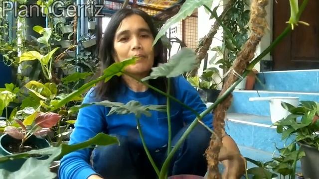 Propagation of philo. Fiddle lime смотреть онлайн