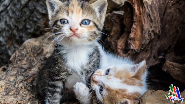 Она отдавала их на гибель. Бизнес не по-детски девочка продавала бездомных котят на корм питонам… смотреть онлайн