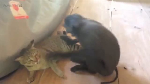 MONKEYS VS CATS (HD) [Funny Pets]