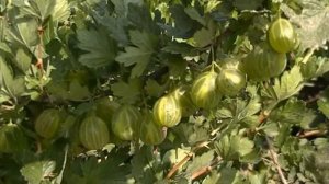 Крыжовник 1)Мукуринес, 2)Инвикта