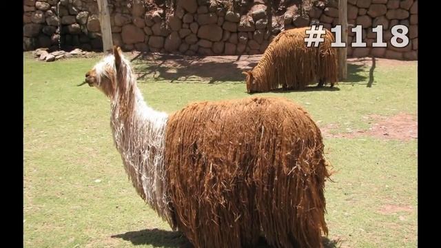 #1118. Ламы (В мире животных) смотреть онлайн