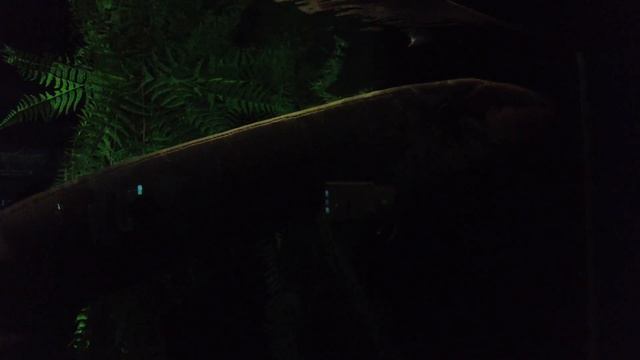 Electric Eel. Moskvarium.