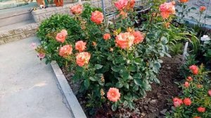 Оранжевое чудо, роза Фольклор! Обзор сорта! ???