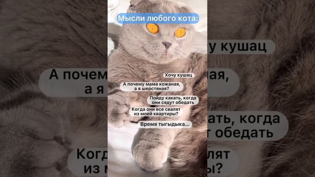 Кошка и ее мысли. Приют Петербург