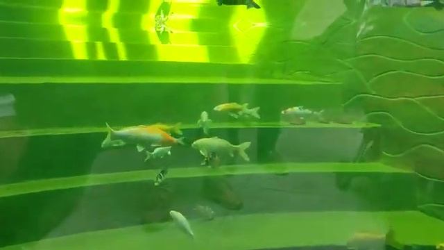 Киев / Зоопарк " 12 Месяцев " / Черепаха ? и рыбки смотреть онлайн