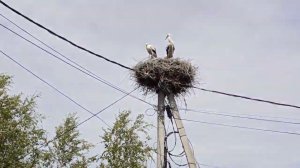 Аисты в городе Чудово
