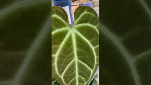 Baby Anthurium magnificum growing leaf ? rare plant anthurium