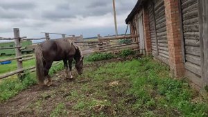 Молодую кобылицу привели к жеребцу