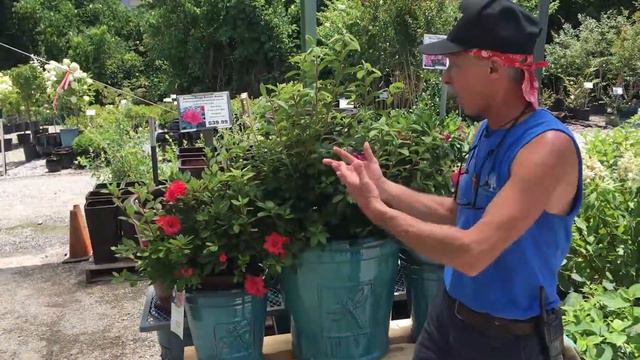 Re-Blooming Azaleas смотреть онлайн