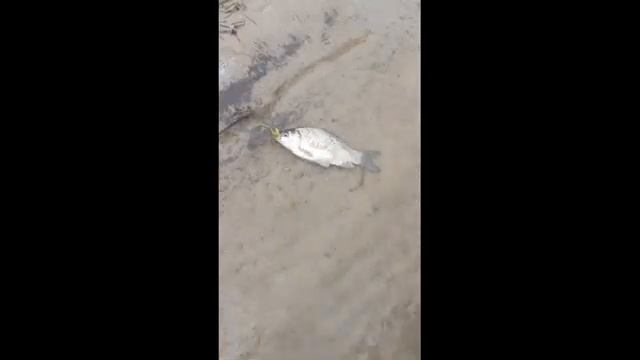 Рыбалка на спиннинг на реке Кигач. Астраханская область Красноярский район. В сентябре 2022. смотреть онлайн