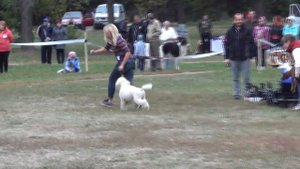 RINGO королевский пудель - первая выставка