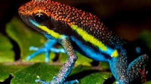 10 животных тропического леса