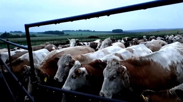 240 Племенных нетелей симменталов. Продуктивность от 5000 за первую лактацию. Cимменталы