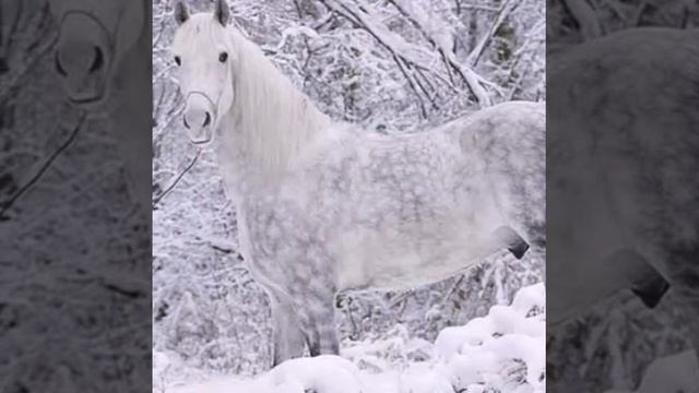 Да,это выездка! смотреть онлайн