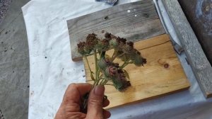 Репейник спасает от мышей и крыс!!! ?#репейник#противкрыс