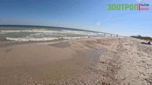 Рассейка пляжи. Одесская область. Курорт. Турбаза. Море. Рыбалка. Открытие пляжей. Одесса. #зоотроп