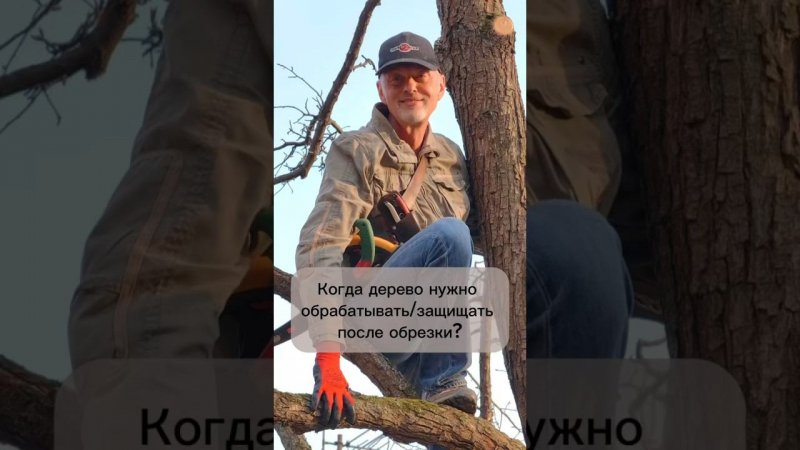 Когда дерево нужно обрабатывать/защищать после обрезки?