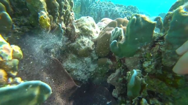 Выживание на необитаемом острове! 1-Часть/2-Сезон Мурену за хвост.Добываю воду,делаю фильтр,шалаш смотреть онлайн