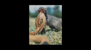 ГАВАЙИ - МУДРЕНЫЧ (мировая столица вымирания птиц, история на пальцах)