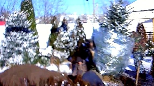 Пересадка ели голубой зимой. Как пересадить ель с одного места на другое? смотреть онлайн