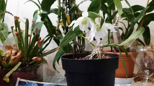 ОРХИДЕЯ МИНИ ДЕНДРОБИУМ НОБИЛЕ. РАСЦВЕЛА ОТСАЖЕННАЯ ДЕТКА. смотреть онлайн