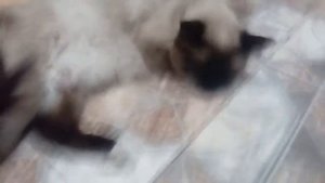 Мы продаем котят на Авито