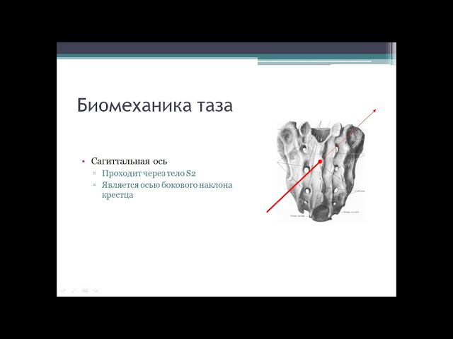 Орел В.В. Соматические дисфункции крестца. смотреть онлайн