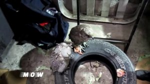 ФСБ пресекла канал контрабандного перемещения краснокнижных соколов-кречетов.