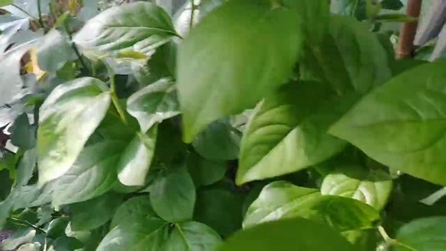 Хурма виргинская в теплице. Почувствуйте разницу. смотреть онлайн