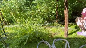 Новая абиссинка в СНТ Мичурина Ярославль