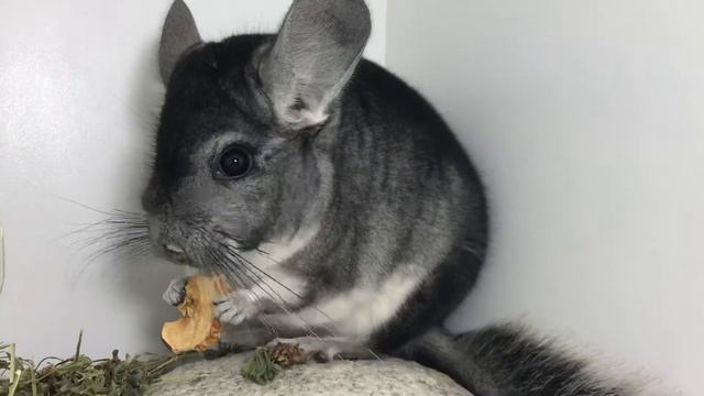 659м/1 30.11.19 смотреть онлайн