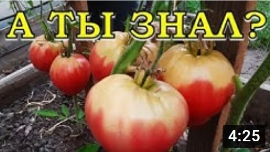 Почему у ТОМАТОВ бывают желтые плечики????