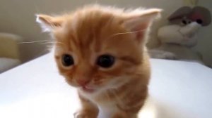 рыжий котенок мяукает