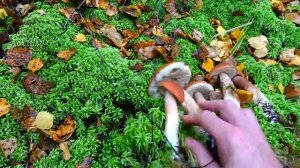 КРАСИВЫЙ СБОР БЕЛЫХ И ПОДОСИНОВИКОВ, ГРИБЫ РАДУЮТ В СЕНТЯБРЕ ,ПОДМОСКОВЬЕ 2021г.